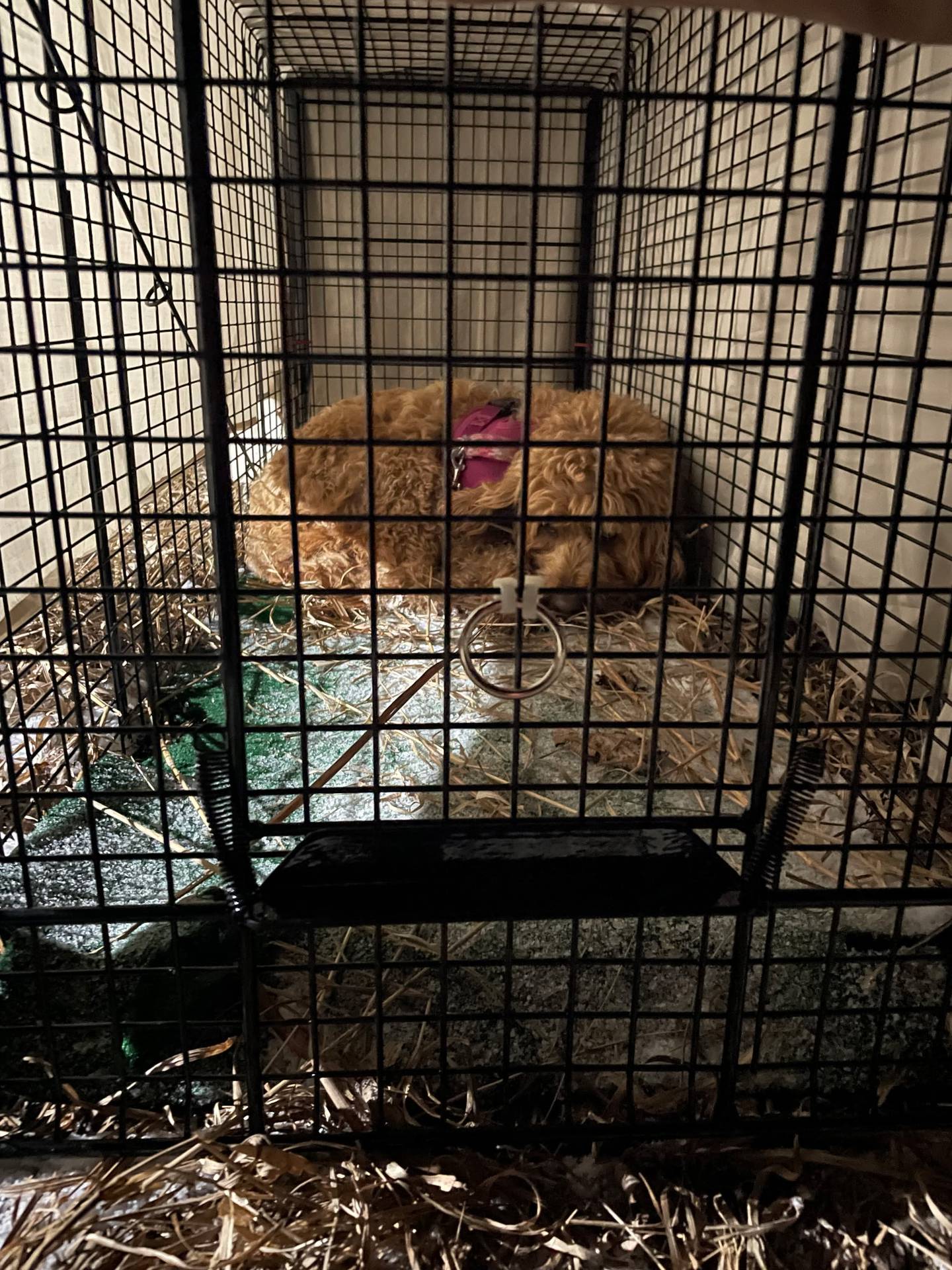 Goldendoodle Mia was successfully trapped on March 1, 2026, after being lost for 18 days in the Glacial Park Conservation Area in Ringwood.