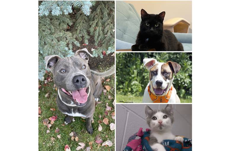 The Herald-News presents this week’s Pets of the Week. Read the description of each pet to find out about it, including where it can be adopted in Will County.