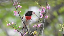 Celebrate mom and have coffee while bird watching at Will County forest preserves