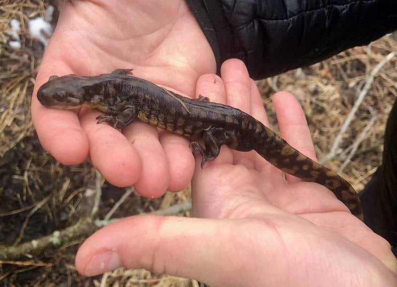 Tiger salamanders moving to breeding ponds is a sign of spring that is often overlooked. St. Charles Park District ecologists monitor these movements and track the health of the local population over time.