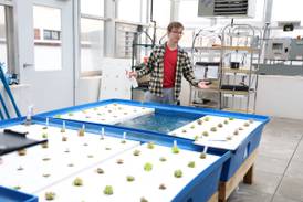 Fishy classroom at McHenry High teaches more than growing plants