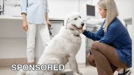 Helping Pets Maintain a Healthy Weight