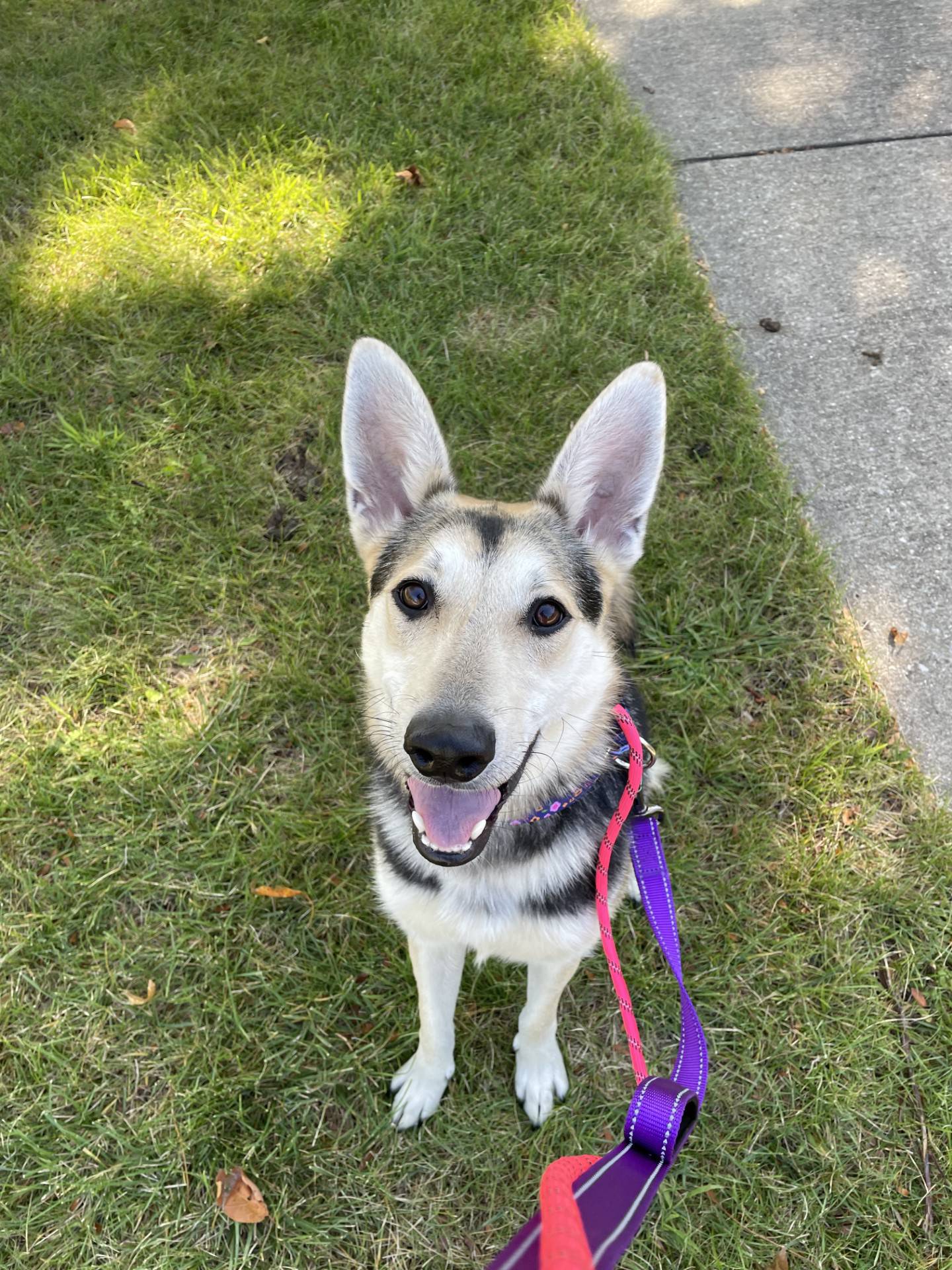 Foxy is a 4-year-old gentle shepherd mix with a sweet demeanor. She does well with other dogs, but has waited a long time for a forever family. She is loving, loyal and will make a great companion. To meet Foxy, email Dogadoption@nawsus.org. Visit nawsus.org.