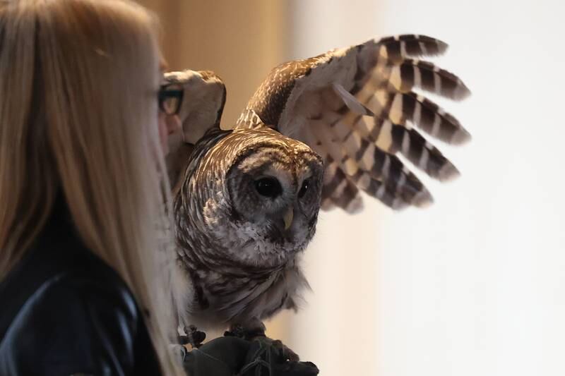 Clark, a rescued Barred Owl, stretches his wings during a presentation at the Four Rivers Environmental Education Center’s annual Eagle Watch program in Channahon.