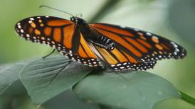 Scavenger hunt planned to learn about insects in DeKalb