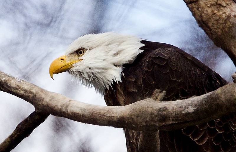 An adult Bald Eagle perches in a tree along South River Road south of the Algonquin dam Monday in Algonquin. Bird watchers say as many as 12 eagles have been seen in the area where they hunt for fish.