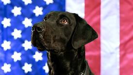 Romeoville Fire Department’s K-9 Roy to get body armor thanks to donation