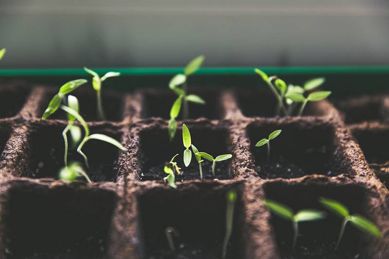 Seedlings sprout