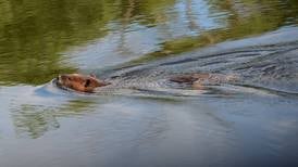 Trap tags for Upper Mississippi River National Wildlife and Fish Refuge now available