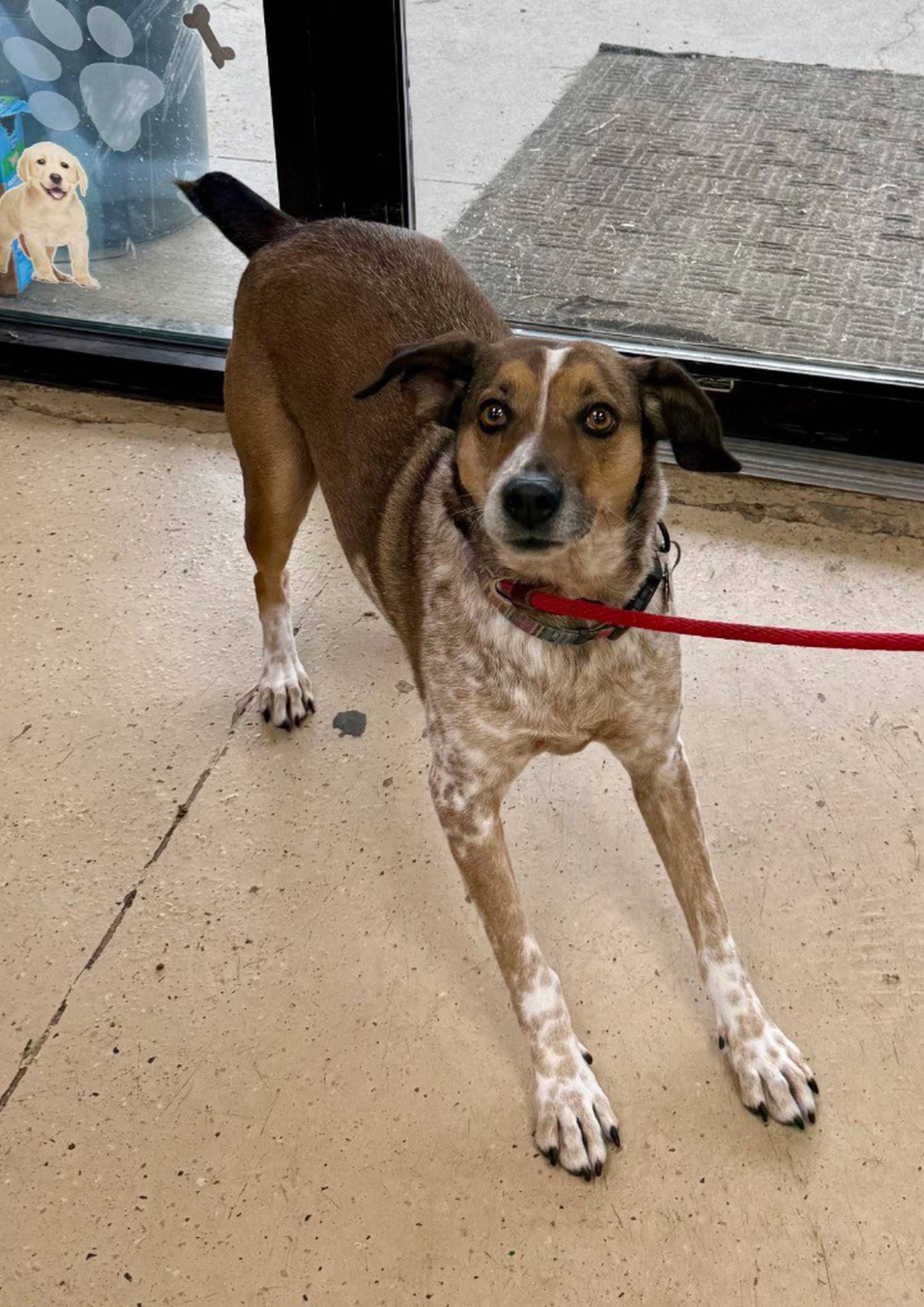 Ginger is a 6-year-old loving hound mix. She is very friendly – also dog friendly – and loves to cuddle on a comfortable couch. She is current on all vetting and vaccinations. To meet Ginger, email the Will County Humane Society at willcountyhumane.com and follow the instructions for the adoption process.