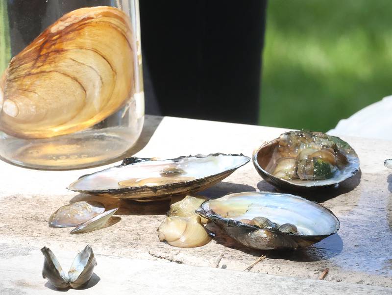 A view of the inside of mussels found in the Illinois River near Starved Rock on Wednesday, May 20, 2026, at Starved Rock Marina.