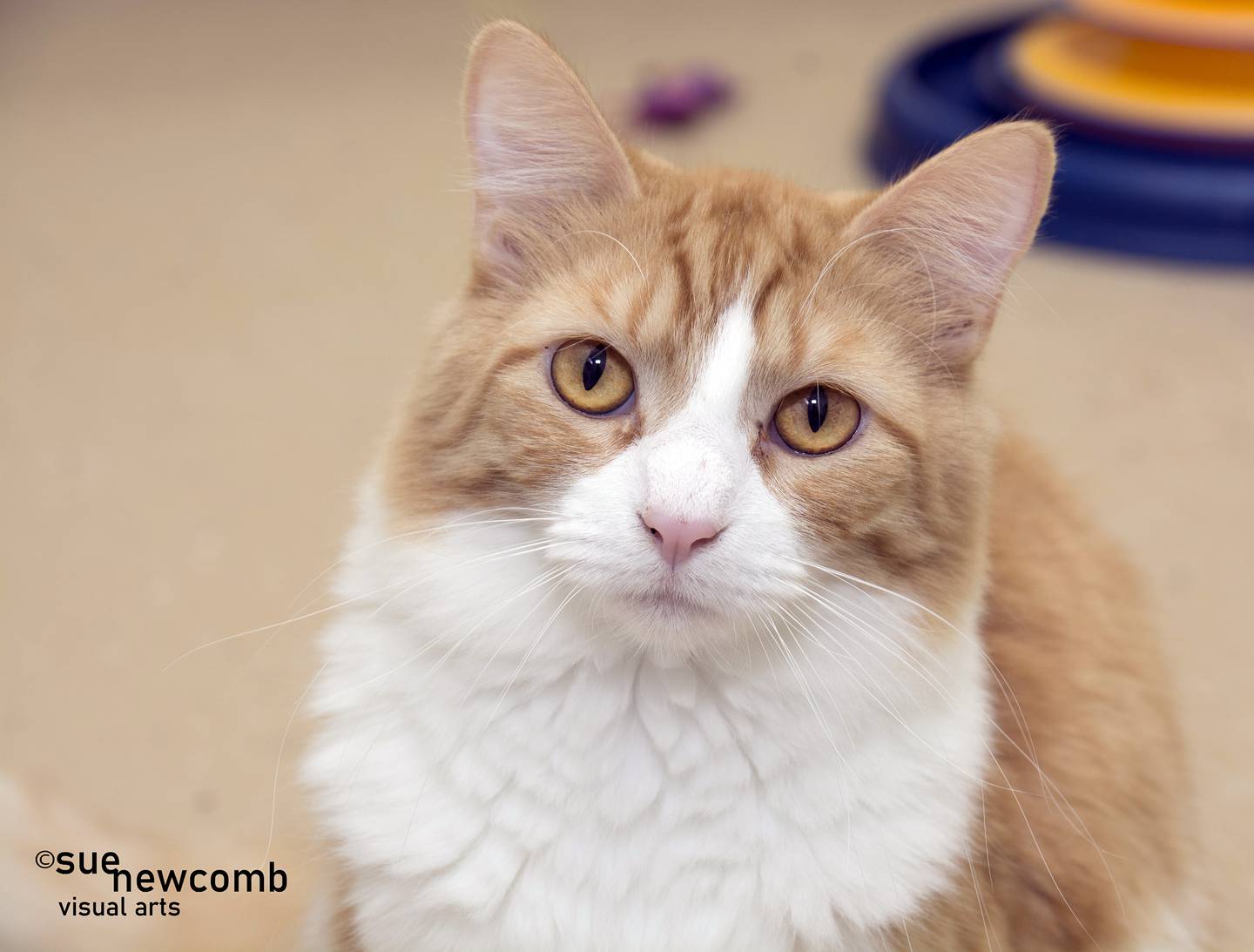 Bowie is a shy domestic medium-hair cat who loves attention once she warms up. She gets along well with the other cats in the shelter. Contact the Will County Humane Society at willcountyhumane.com and follow the instructions for the adoption process.