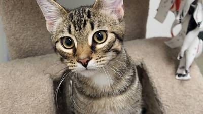 High-energy, fun-loving kitten seeks family for more hijinks