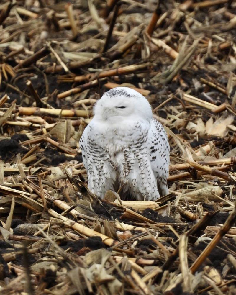Jeff Aufmann, vice president of the McHenry County Audubon Society, took photos of the snowy owl on Monday, Dec. 16, 2024, as it slept. The bird was found dead, hit by a car, early Tuesday morning.