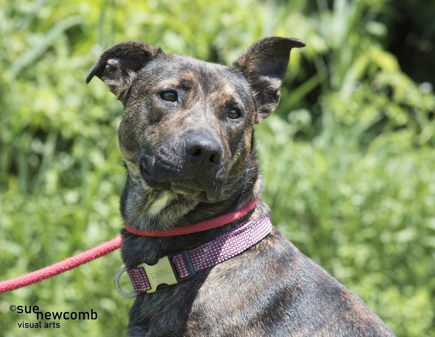 Bea is a sweet 2-year-old female shepherd mix from Kentucky. She is very sociable and loves attention but is selective with other dogs. Contact the Will County Humane Society at willcountyhumane.com and follow the instructions for the adoption process.