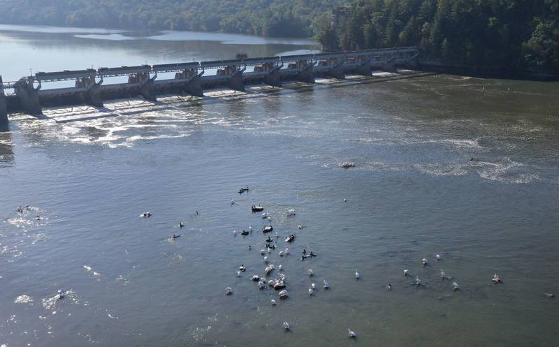 Pelicans stand in shalllow water near the Starved Rock Lock & Dam on Wednesday, Sept. 17, 2025 in Starved Rock State Park. The Illinois River is flirting with an all-time record low as lack of rainfall across the Illinois Valley remains sparse.