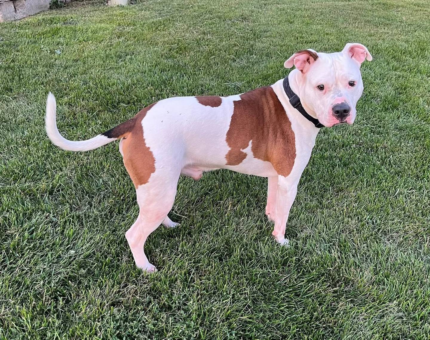 Kane is a sweet, snuggly 6-year-old terrier who acts like a lap dog. Kane recently came to NAWS after his family, who had him since he was a puppy, fell on hard times. He’s been kind, gentle, and full of love since he arrived. He does well with other dogs, kids and even cats. Kane also enjoys walks and playing with squeaky toys (his favorite!). Kane will make a loyal, affectionate best friend. To meet Kane, email Dogadoption@nawsus.org. Visit nawsus.org.