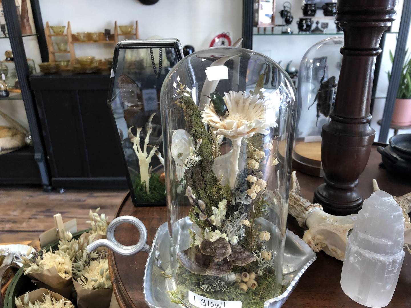 Lori Fisher's Preserved Peculiarities at 1312 N. Riverside Dr., McHenry, sells mounted mammals, bugs, flowers and more at the shop that opened on Friday, June 13, 2025.