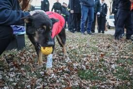 Johnsburg search-and-rescue dog dies after early medical retirement