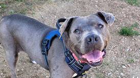 Active dog looking for forever family for love, play
