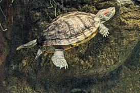 Good Natured in St. Charles: Turtle adaptations prove breath-defying