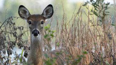 Time change raises risk of driver collisions with wildlife