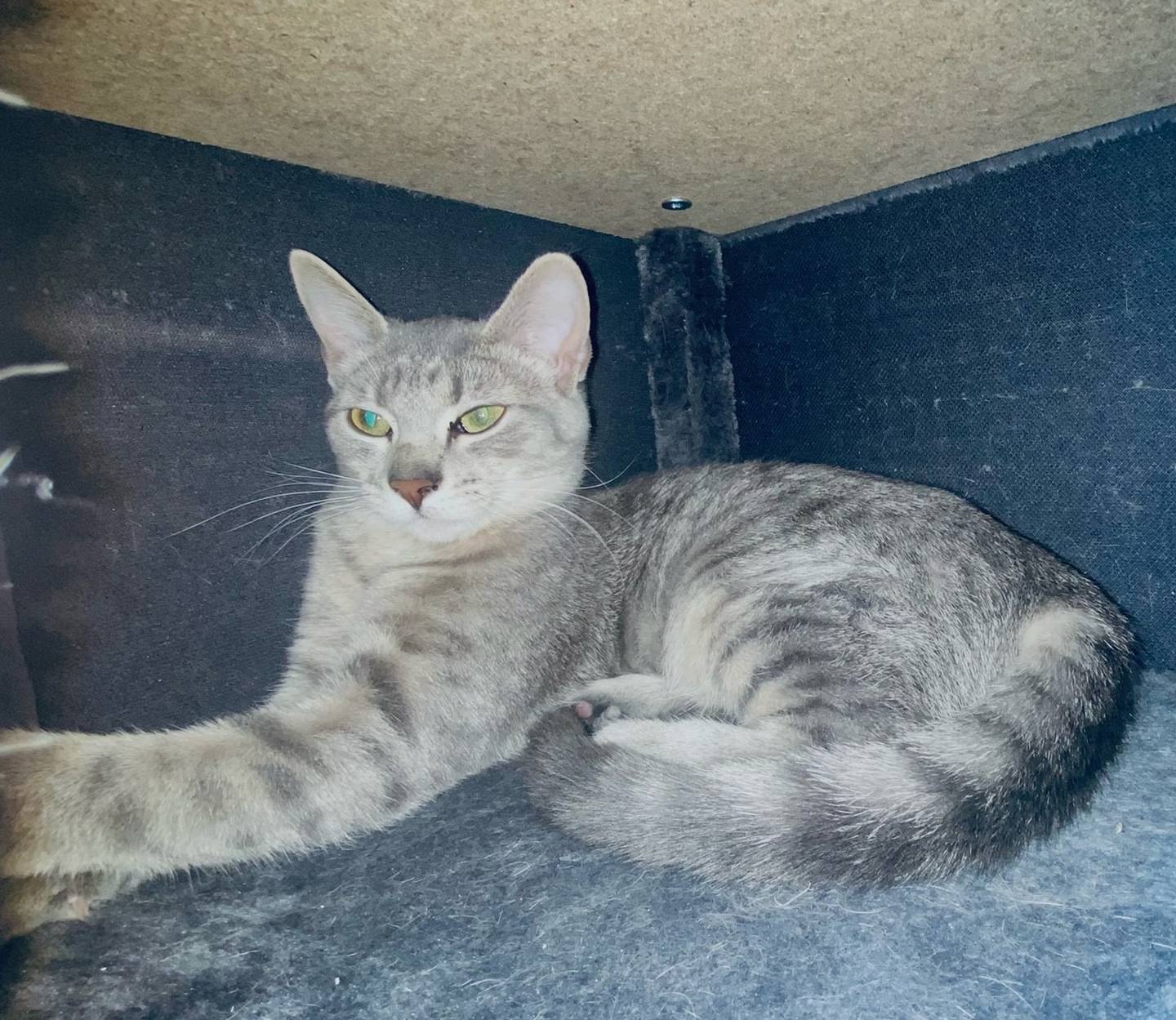 Sweetie is a 6- month-old domestic female. She is kindhearted, gentle, and shy. Sweetie appreciates her alone time and is fond of relaxing in her bed. For more information on Sweetie, contact Forepaws at megan@forepawspets.com. Visit https://www.forepawspets.com/.