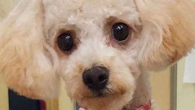 Young poodle ready to explore world with forever family