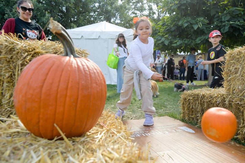 Camila Dominguez, 8 of South Elgin tries her hand at pumpkin bowling during the annual Scarecrow Festival on Saturday, Oct 11, 2025 in St. Charles.