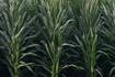 Crop Report from the week of June 30: Lots of heat, not a lot of rain
