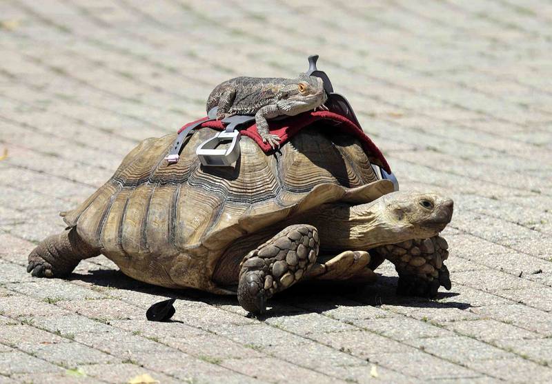 Chonk, a bearded dragon gets a ride on Diesel the turtle during the pet competition at the Windmill City Festival Saturday July 9, 2022 at the Peg Bond Center and Batavia Riverwalk in Batavia.