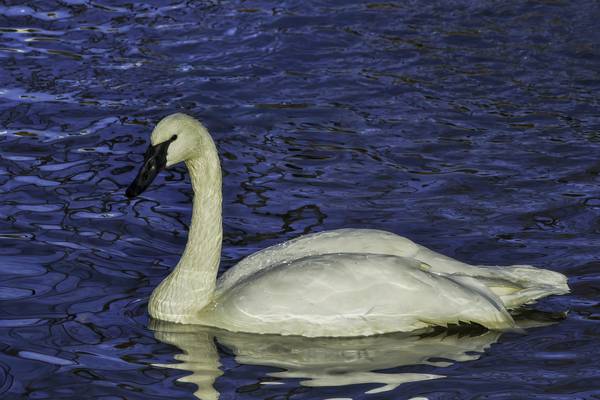 Wildlife lovers excited for resurgence of wild swans along restored Fox River