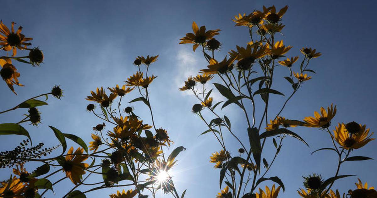 560-acre DeKalb data center proposal ‘threatens’ Afton Forest Preserve, agency says