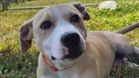 Loving, playful puppy ready for family fun