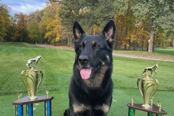 Lake County Sheriff’s K-9 teams excel at USPCA Region 19 Trials