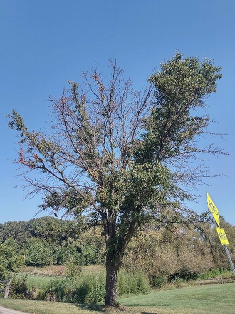 Many of the Callery Pear trees in Oswego are infected with an internal bacterial disease called fire blight, according to urban forestry consultant and arborist Phil Graf. (photo provided)