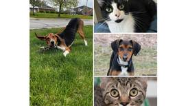 Pets of the Week: July 24, 2023