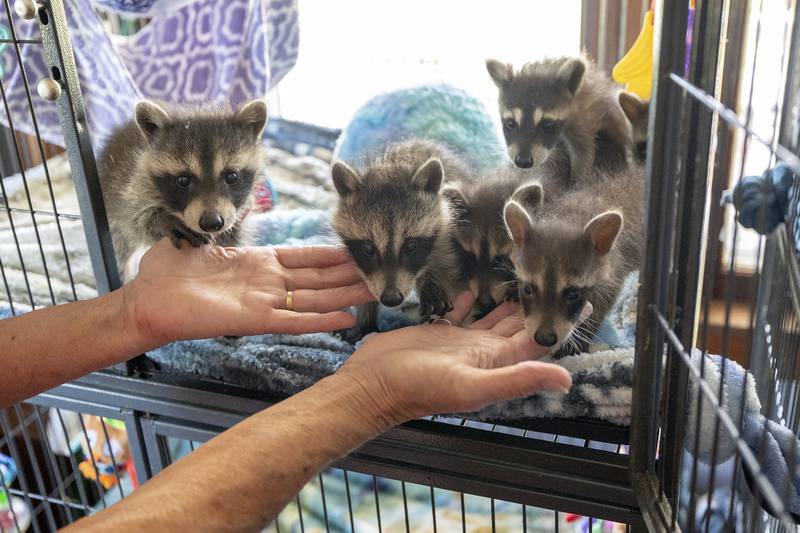 A gaze of young raccoons greets Jane Hochstatter on Thursday, June 26, 2025.