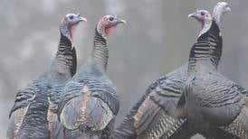 Big surge by Ogle County archers in wild turkey harvest