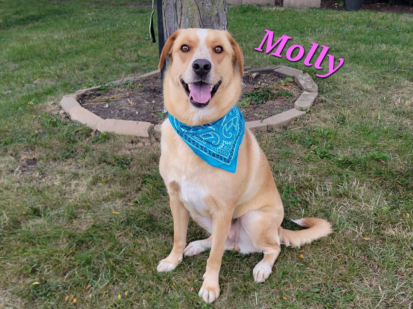 Molly, a lab mix, is 2 years old, house-trained and great on a leash. To meet Molly, contact Hopeful Tails Animal Rescue at hopefultailsadoptions@outlook.com. Visit hopefultailsanimalrescue.org.