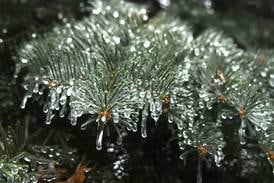 Batavia Plain Dirt Gardeners to meet Nov. 18