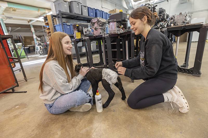 AFC freshman Haylee Mortensen (left) and Samantha James visit with the Ag class pet Thursday, Jan. 15, 2026, during their lunch hour at the school.