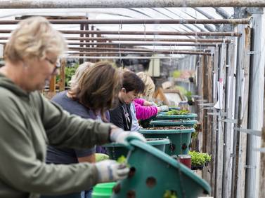 Dixon organization comes up petunias