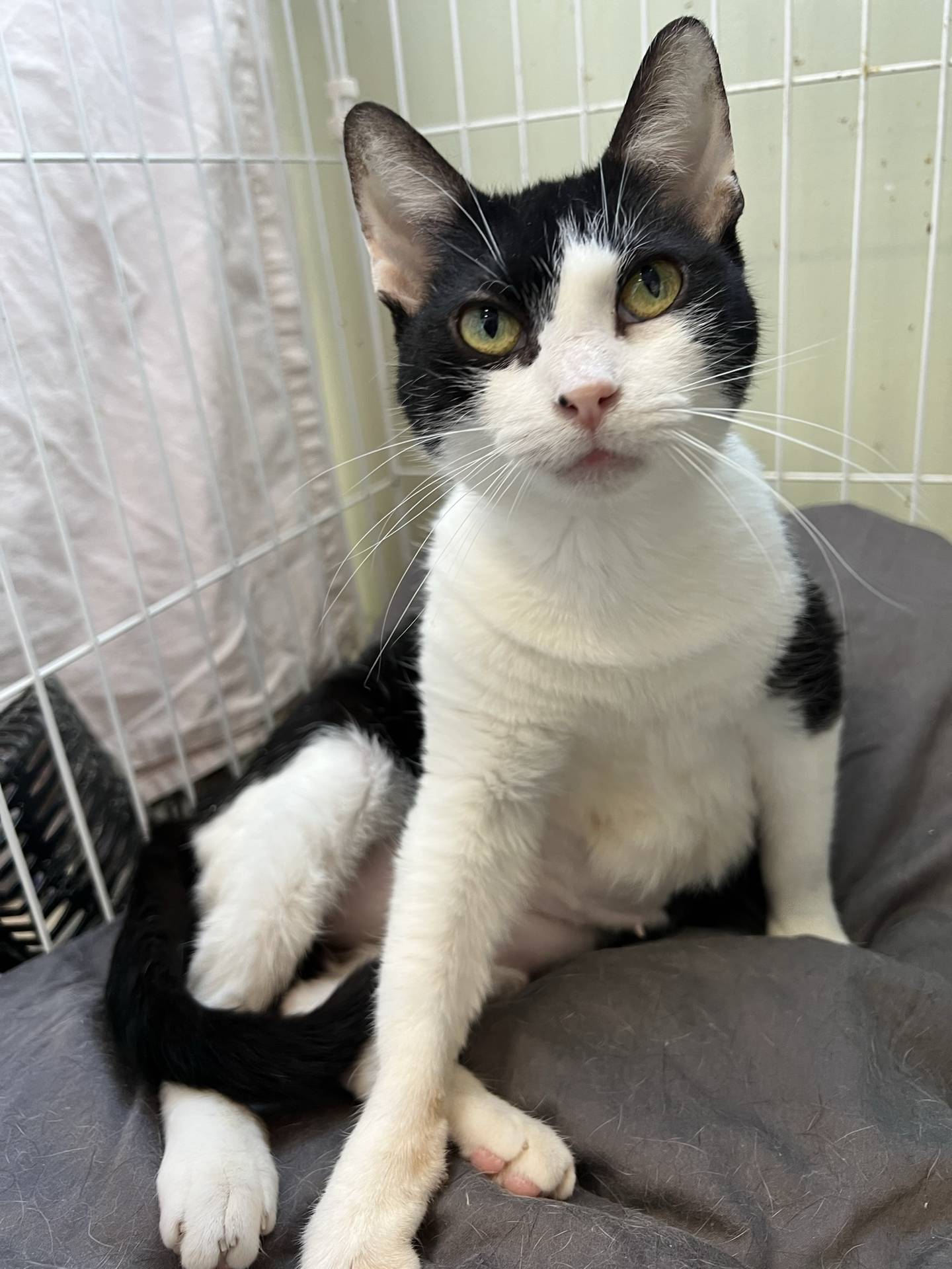 Kiki is an 8-year-old black and white domestic shorthair that was rescued from a high kill shelter in southern Illinois. She is very affectionate and social – she loves pets and attention. Kiki would love to be a lap cat and cherished companion.  To meet Kiki, email Catadoptions@nawsus.org. Visit nawsus.org.