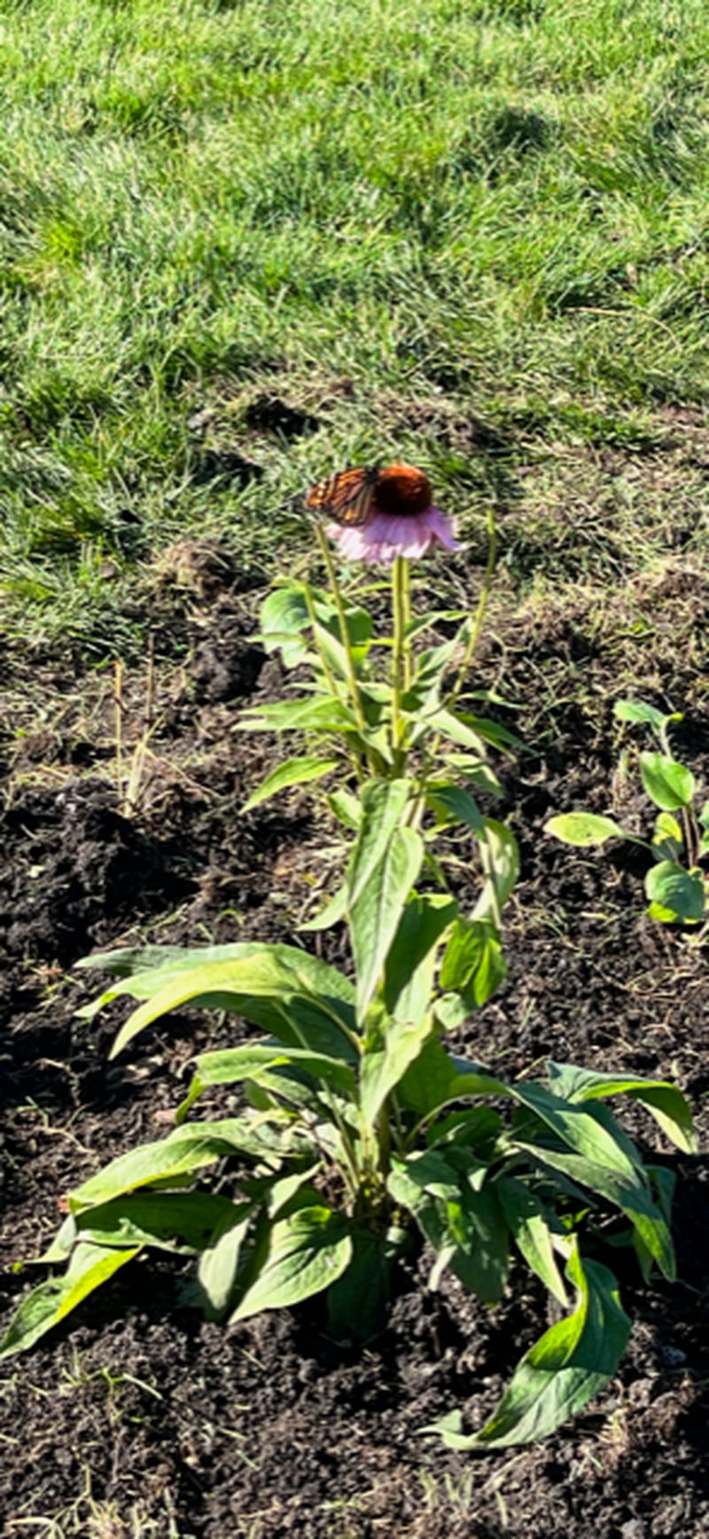 A monarch butterfly landed Saturday, Oct. 21, 2023, on one of the first flowers planted in the demonstration garden for the Pollinator Park at Rotary Park in La Salle.