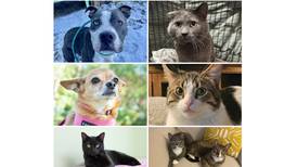Will County Pets of the Week: Jan. 20, 2025