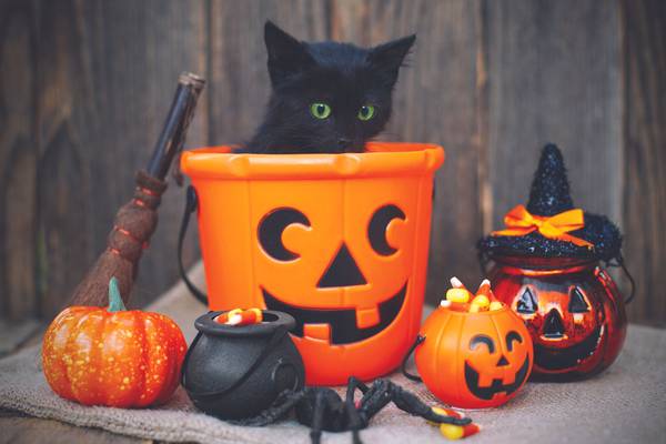 Enjoying fall and Halloween with your pets