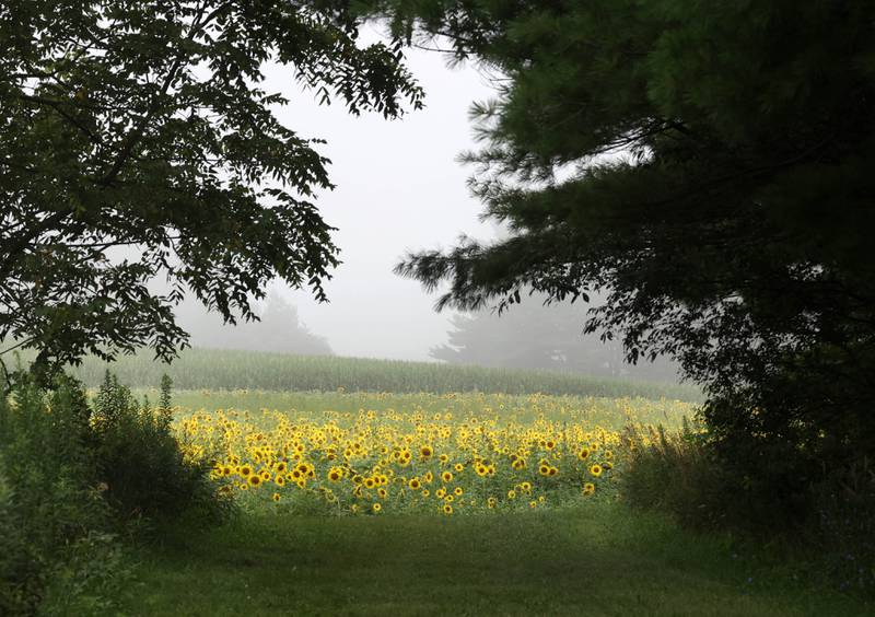 Sunflowers stand out from the fog Monday, July 22, 2024, in a field at Shabbona Lake State Recreation Area in Shabbona Township.