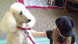 Read with Paws in Yorkville pairs kids with therapy dogs