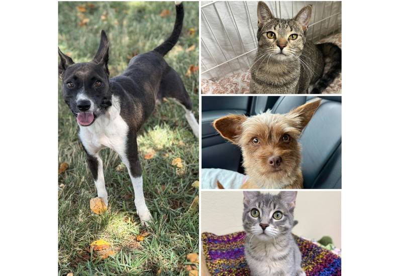The Herald-News presents this week’s Pets of the Week. Read the description of each pet to find out about it, including where it can be adopted in Will County.